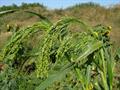 Panicum miliaceum